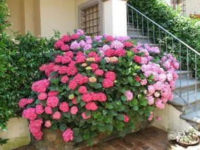 Borgo dei Cadolingi - Image 2