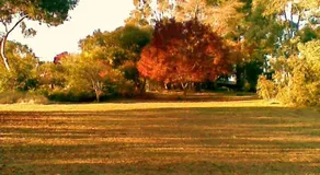 Kooringal Homestead - Image 5