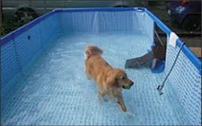 Dog Palace Resort Hakone - Image 3