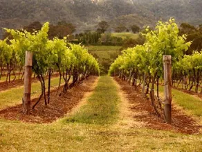 Rothvale Winery & Vineyard Cottages - Image 4