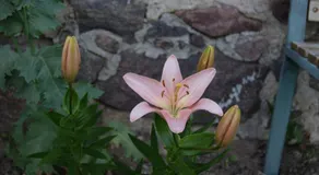 Kamienna Chata - Image 2