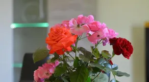 Apartman Susic - Image 3
