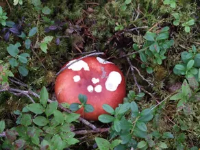 Hovra Vandrarhem - Image 4