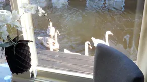 The Guest-Houseboat - Image 4