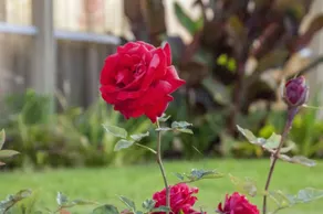 ROSE GARDEN INN SAN LUIS OBISPO - Image 4