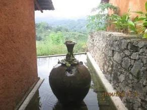 Rainforest Edge - Image 2