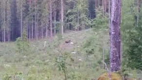 LillStugan på Örsgänge Delsbo - Image 5