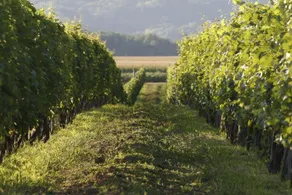 Piroš Čizma - Image 5