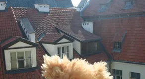 Teddy Bear Hostel Riga - Image 2