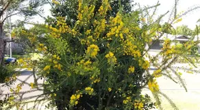 Waratah and Wattle Apartments - Image 5