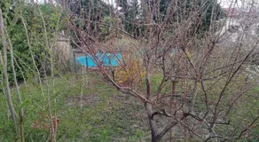 Camomilla - Image 2