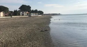 Natura A1 - Image 3