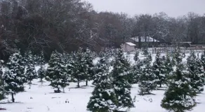 Christmas Tree Farm with Bed and Breakfast accommodations located on a 12 acre propertyin the Peaceful Countryside between Bryan and Hearne Tx - Image 4