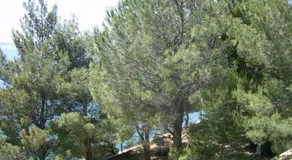 Camping Pinus - Image 3