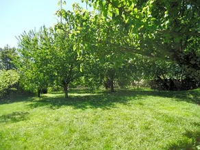 Le Vieux Tilleul - Image 4
