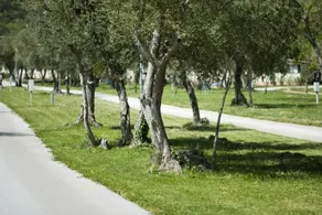 Camping Oliva - Image 3
