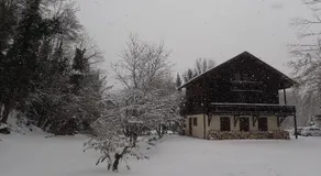 Le Grand Saule - Image 5