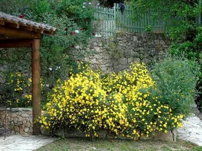 Mas des Citronniers - Image 5