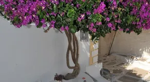 Eleftheria Veloudiou - Image 2