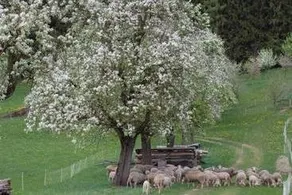 Bauernhof Vordere Viechtau - Image 2