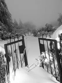 Estrela - Image 2