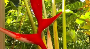 Daintree Magic - Image 4