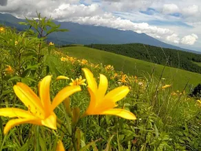 Wildflower / Vacation STAY 8732 - Image 3