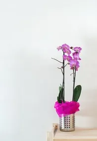 Feel@Home - Image 3