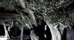 Le mas des mourguettes - Image 3