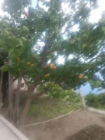 Casa nel Limoneto - Image 4