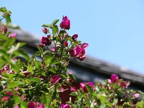 Lijiang Old Dragon Inn - Image 5