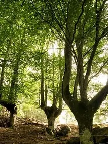 Cabanas en el Bosque - Adults Only - Image 2