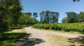 Lost in the Vines - Image 5