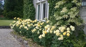 Courtyard Cottage - Image 3