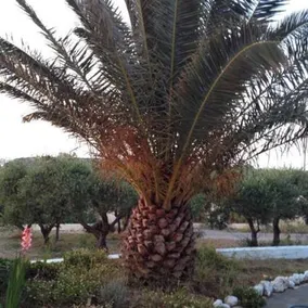 Ktima Elaionas - Image 5