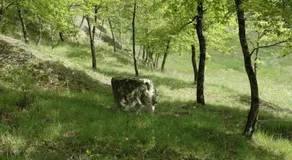 Antico fienile sulla collina - Image 4