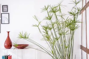 Appartement á la Luise - wohnen im Gründerzeitstil - Image 3