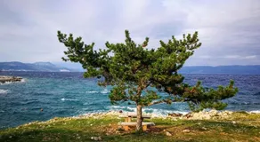 Studio Apartment Nature - Image 4
