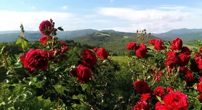 La Casa Di Nonna Lucia - Image 2