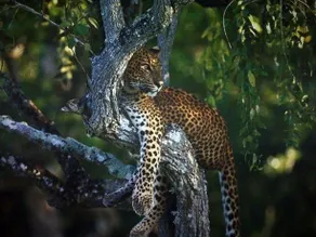 Yala Leopard Mobile Camp - Image 3