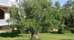 Village Drapanias Apartments - Image 4