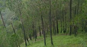 Pine Villa - Image 5