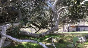Fig Tree Cabin - Image 5