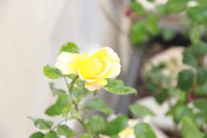 Canton delle Rose - Image 5