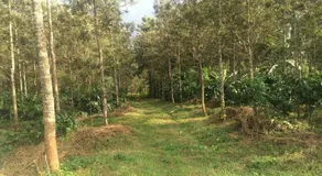 The Backpacker's Homestay - Coorg - Image 4