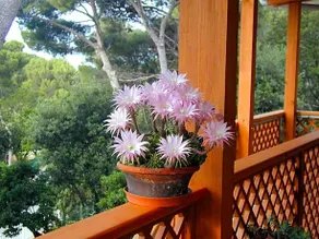 La Casa Di Ulisse Bed & Breakfast - Image 5