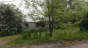 Lost in the Vines - Image 3