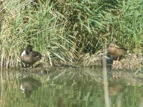 Op Lundingland - Image 5
