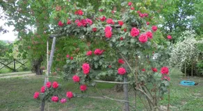 La casa delle rose - Image 3