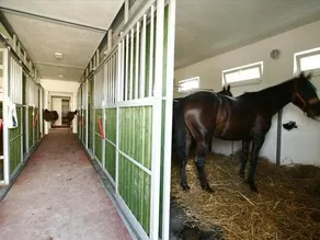 Czajlik Ranch - Image 2